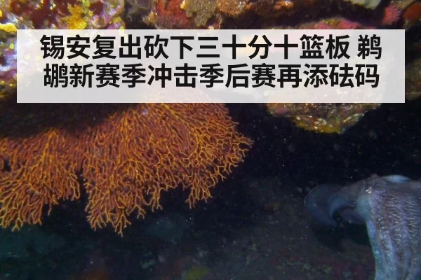 锡安复出砍下三十分十篮板 鹈鹕新赛季冲击季后赛再添砝码